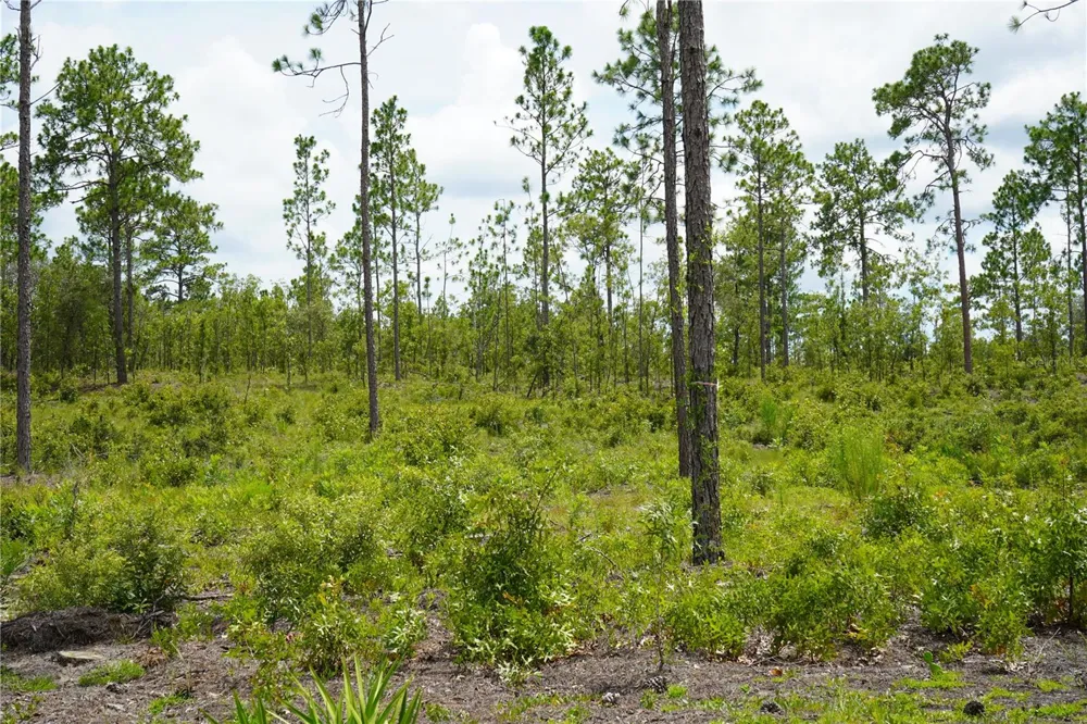 SE STATE ROAD 121 LOT C & D Morriston, FL 32668