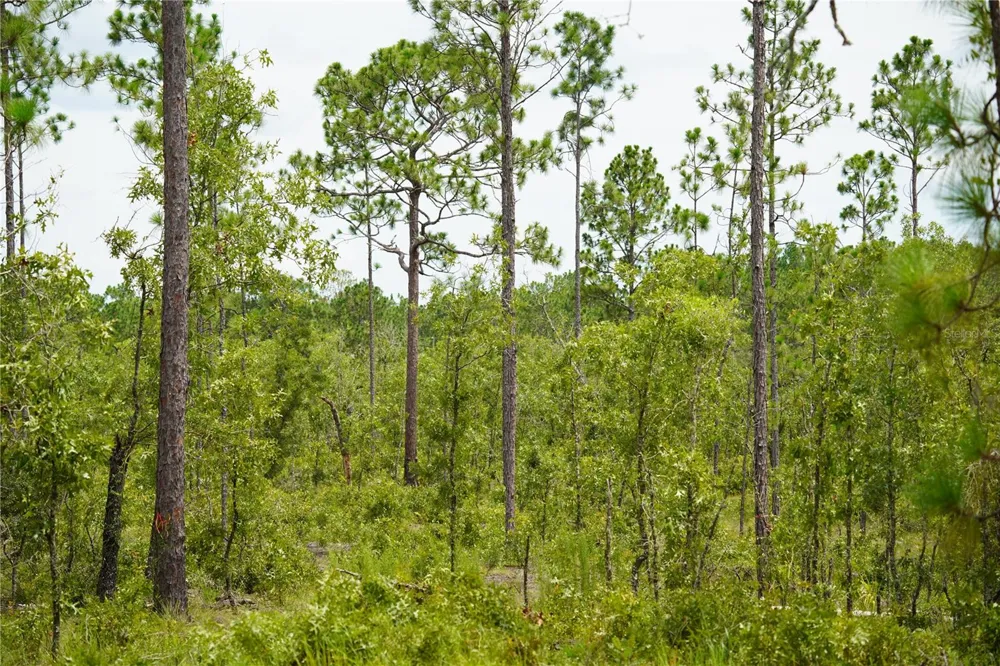SE STATE ROAD 121 LOT C & D Morriston, FL 32668
