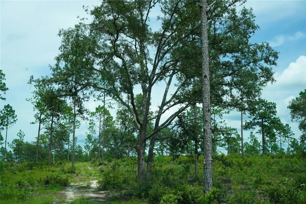 SE STATE ROAD 121 LOT C & D Morriston, FL 32668
