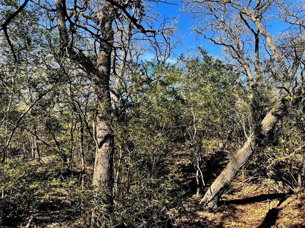 Wood Haven Drive Waelder, TX 78959