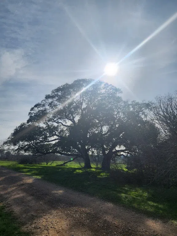 323 CR 446 Gonzales, TX 78629