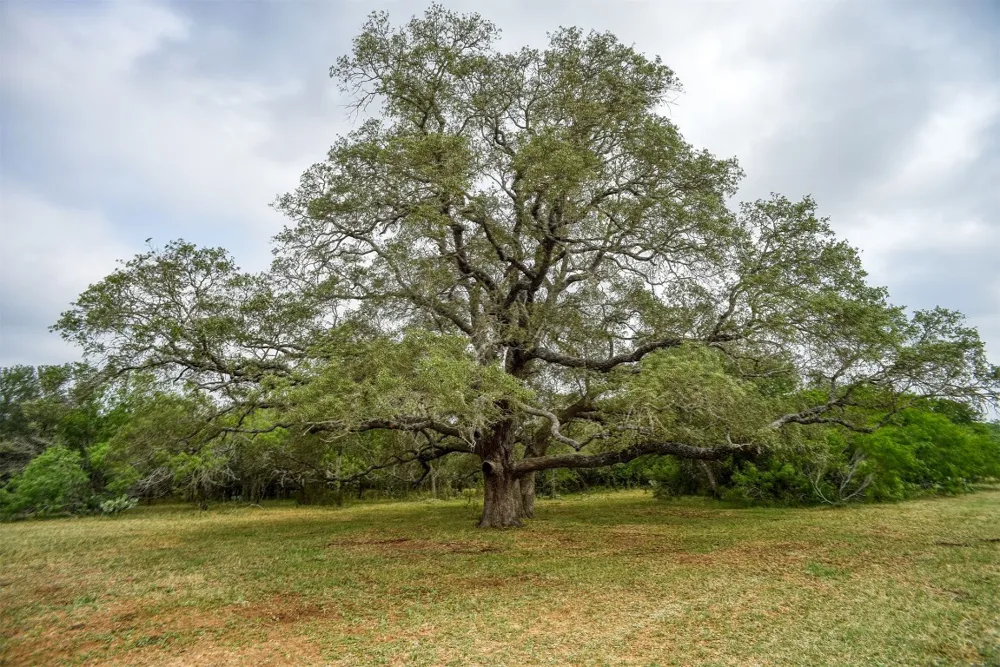 323 CR 446 Gonzales, TX 78629