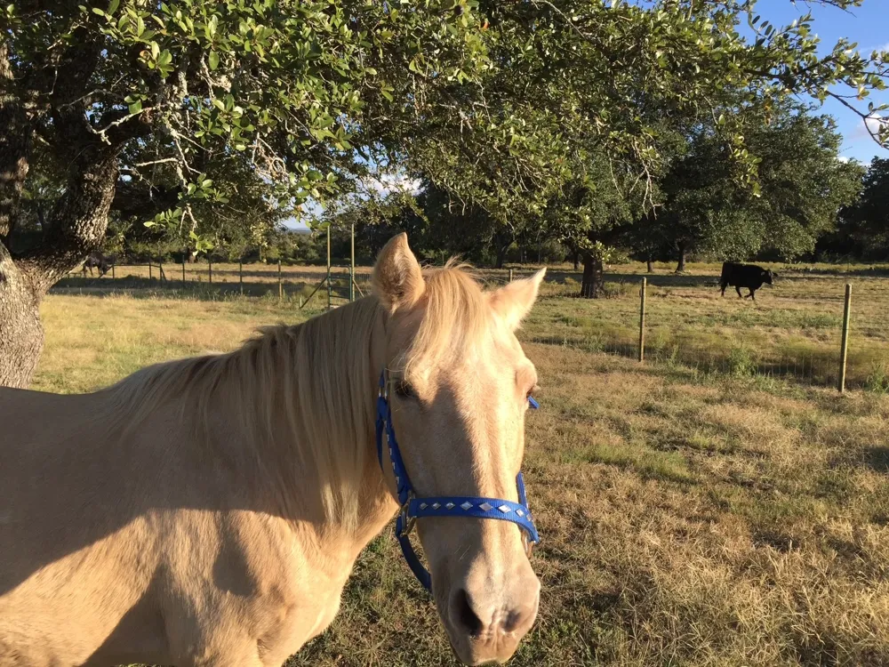 866 CR 2806 Lampasas, TX 76550