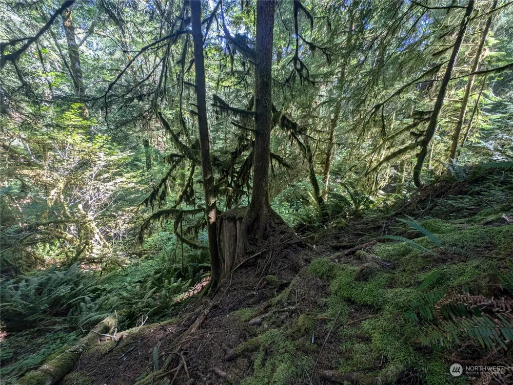 99993 Dowans Creek Road Forks, WA 98331
