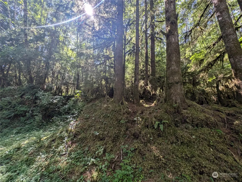 99993 Dowans Creek Road Forks, WA 98331