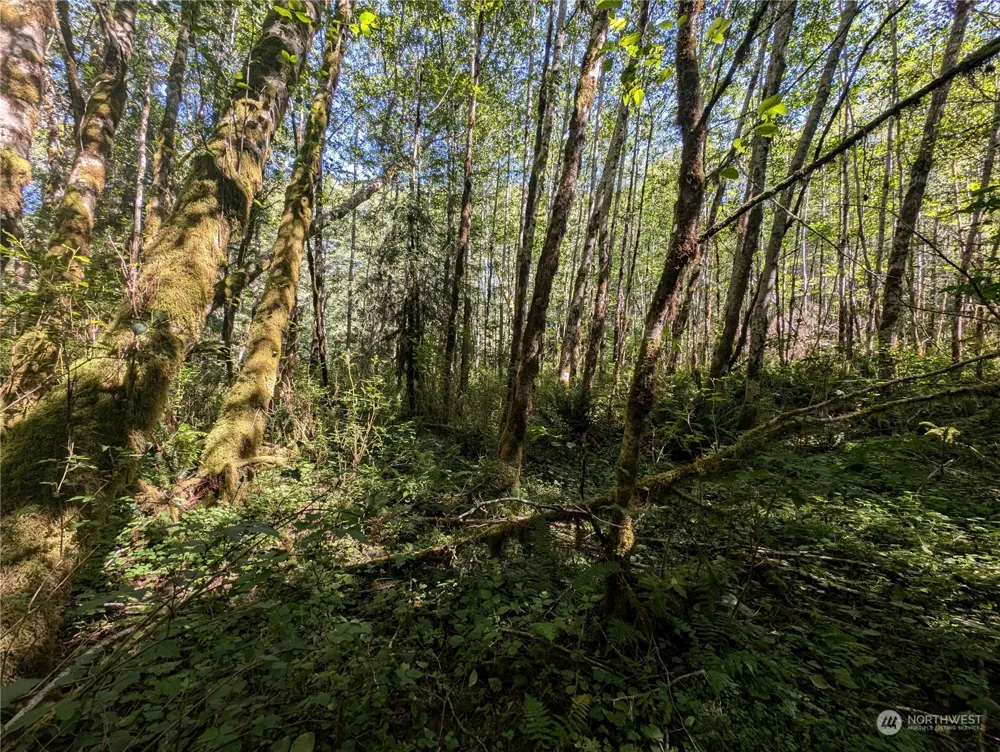 99993 Dowans Creek Road Forks, WA 98331