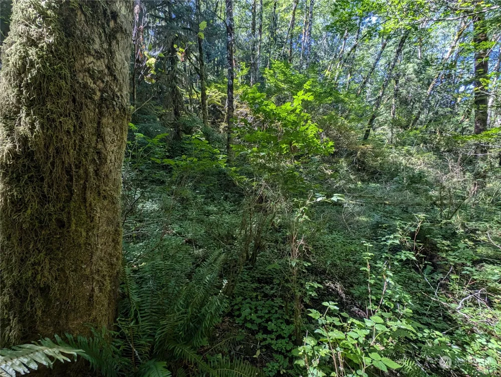 99993 Dowans Creek Road Forks, WA 98331