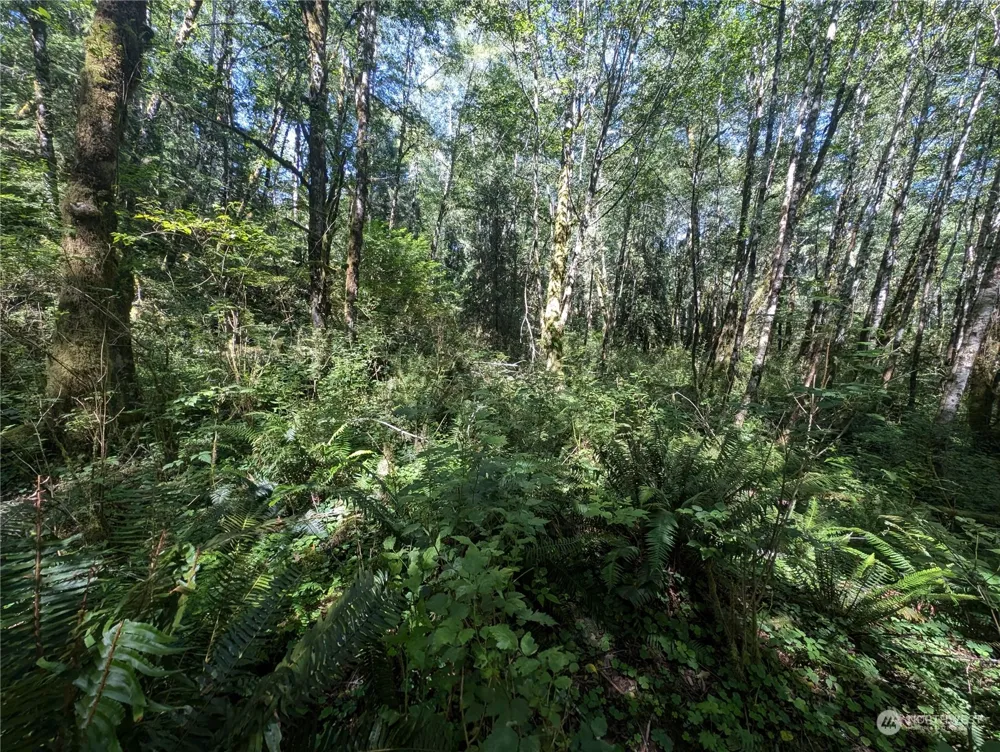 99993 Dowans Creek Road Forks, WA 98331