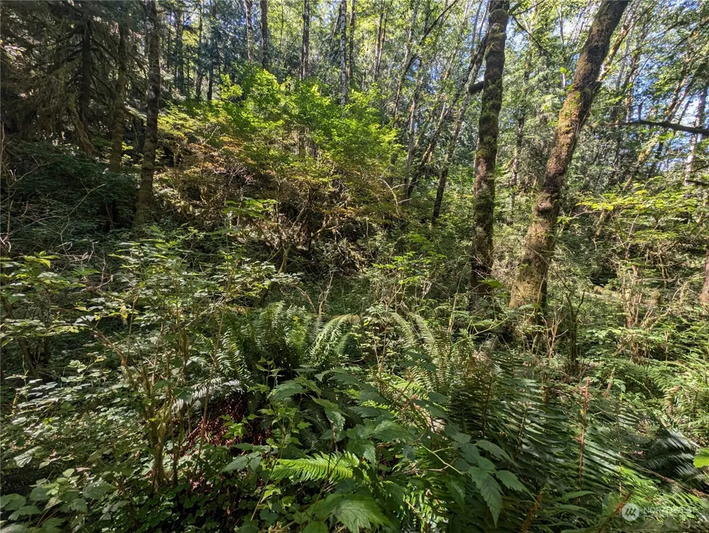 99993 Dowans Creek Road Forks, WA 98331