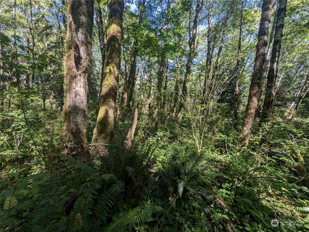 99993 Dowans Creek Road Forks, WA 98331