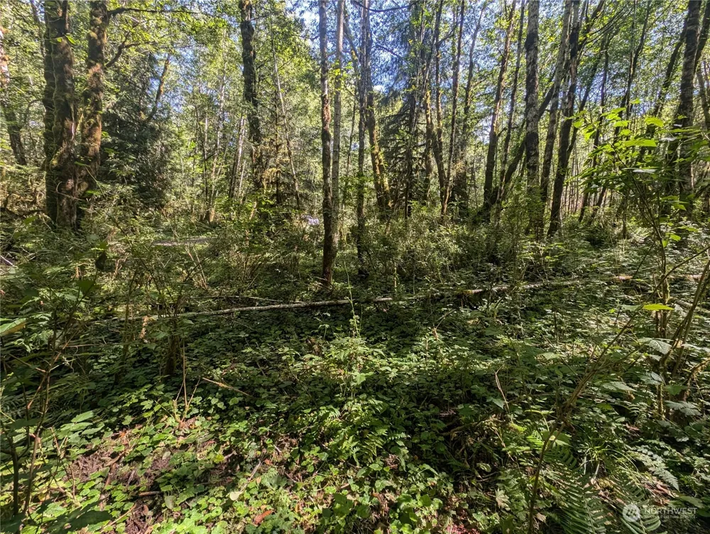 99993 Dowans Creek Road Forks, WA 98331