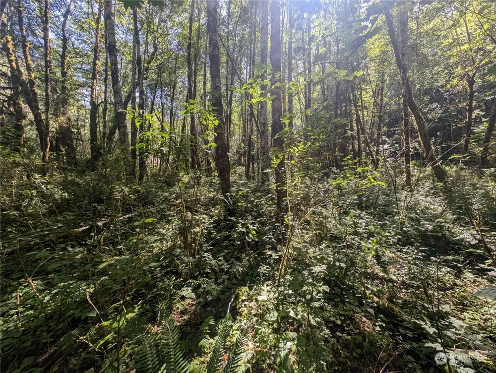 99993 Dowans Creek Road Forks, WA 98331