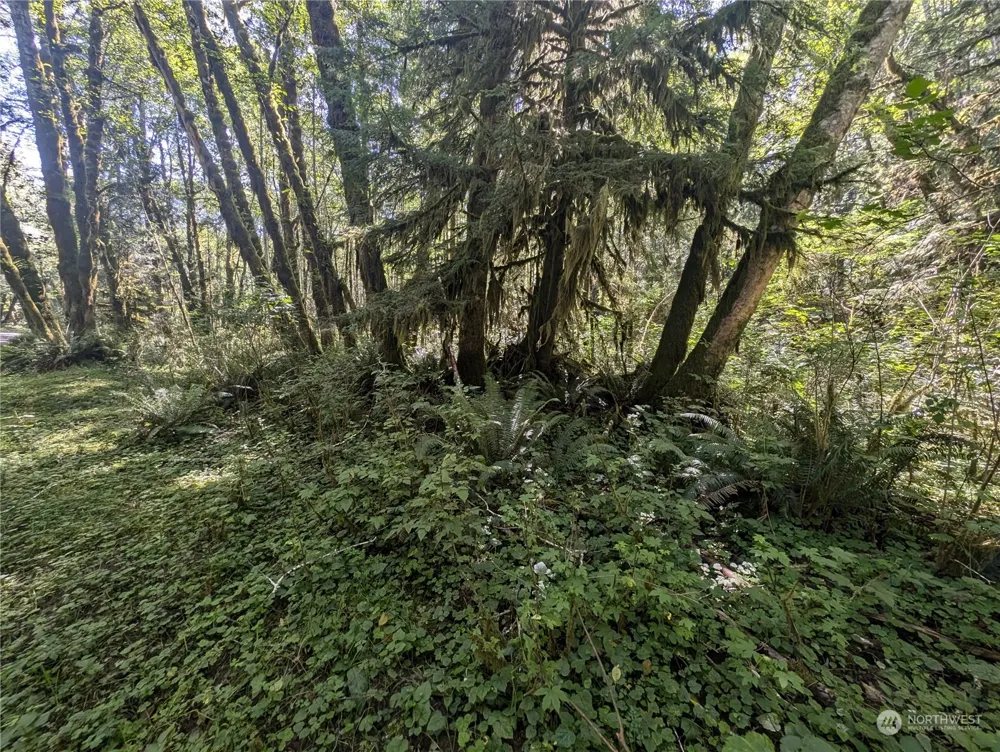 99993 Dowans Creek Road Forks, WA 98331