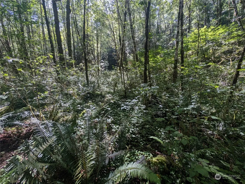 99993 Dowans Creek Road Forks, WA 98331