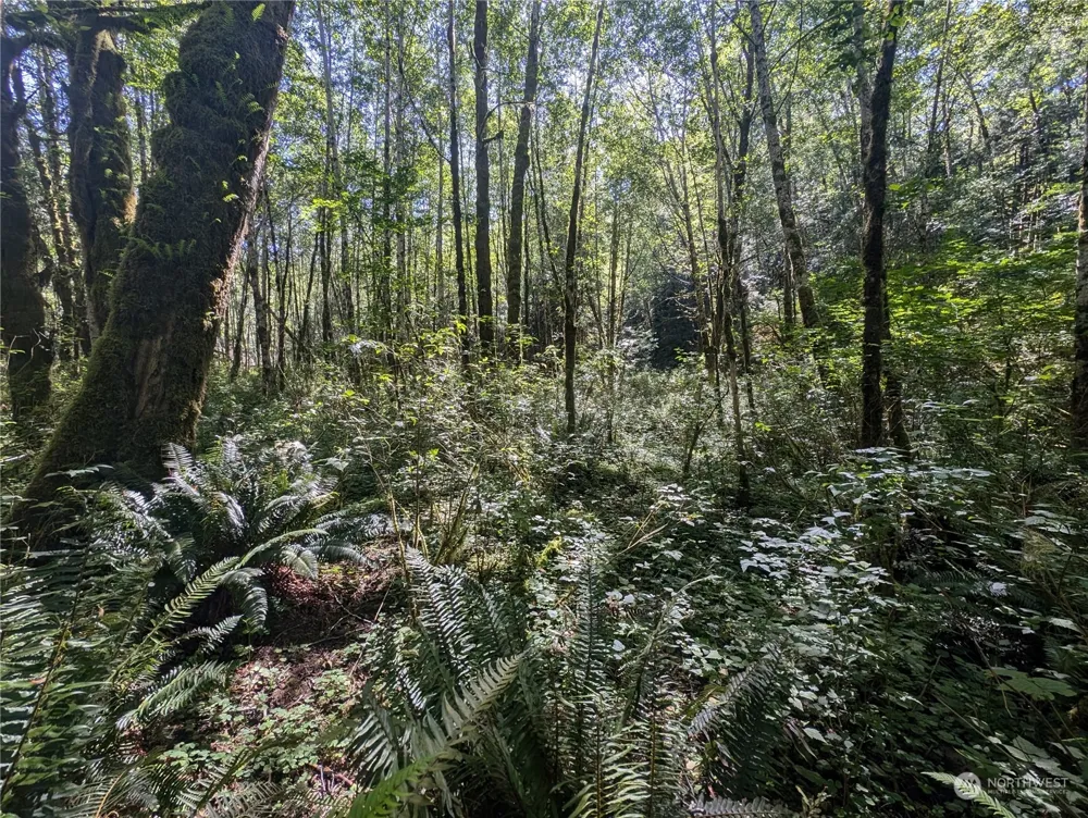 99993 Dowans Creek Road Forks, WA 98331