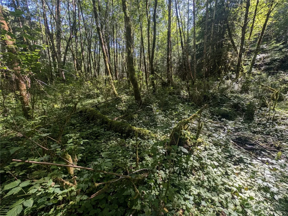 99993 Dowans Creek Road Forks, WA 98331