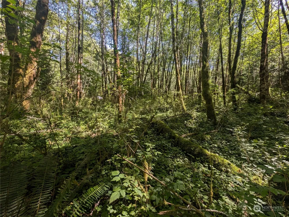 99993 Dowans Creek Road Forks, WA 98331