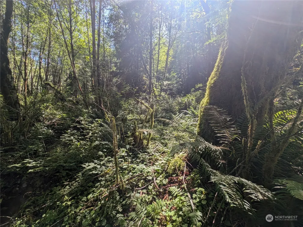 99993 Dowans Creek Road Forks, WA 98331