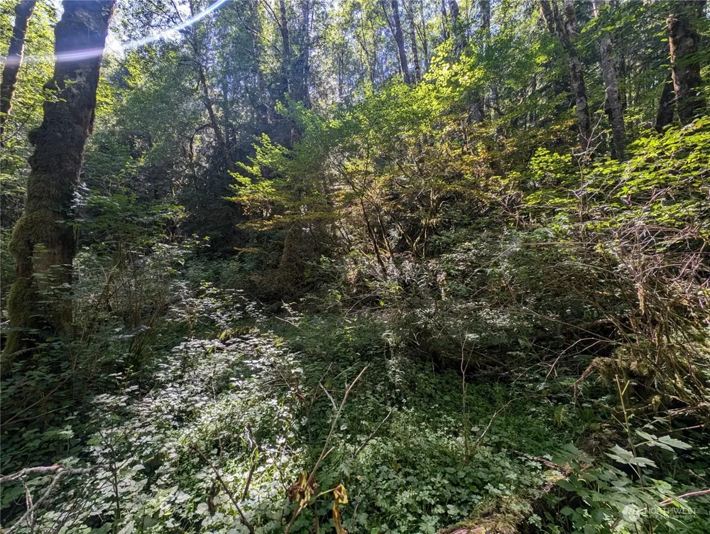 99993 Dowans Creek Road Forks, WA 98331