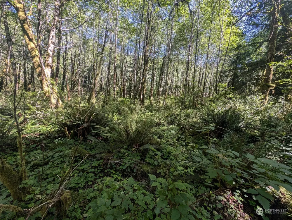99993 Dowans Creek Road Forks, WA 98331