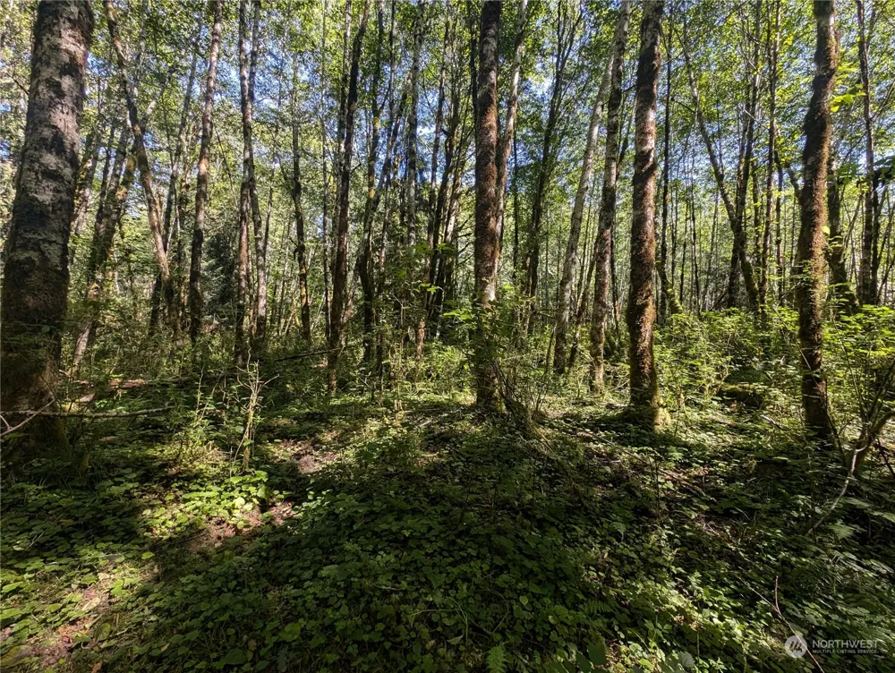 99993 Dowans Creek Road Forks, WA 98331