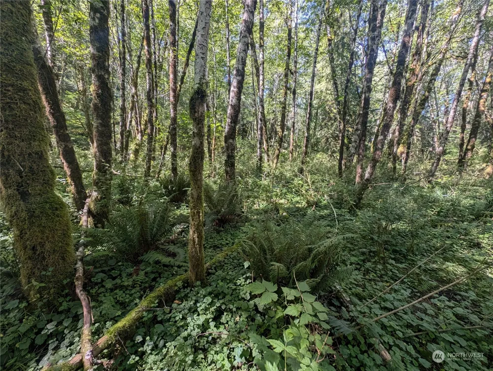 99993 Dowans Creek Road Forks, WA 98331