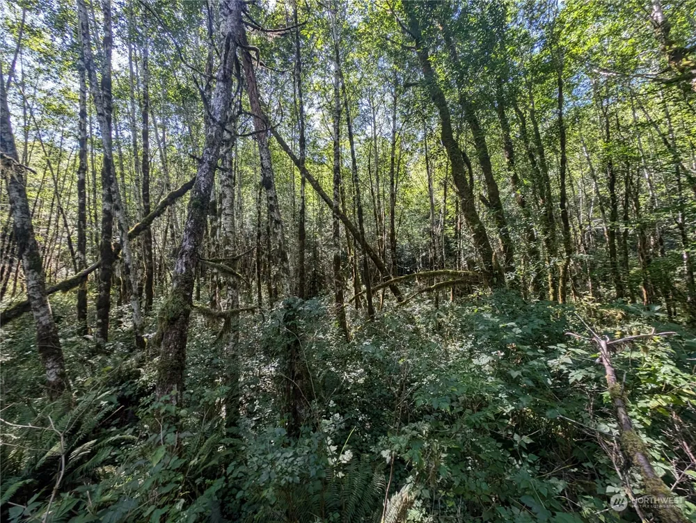 99993 Dowans Creek Road Forks, WA 98331