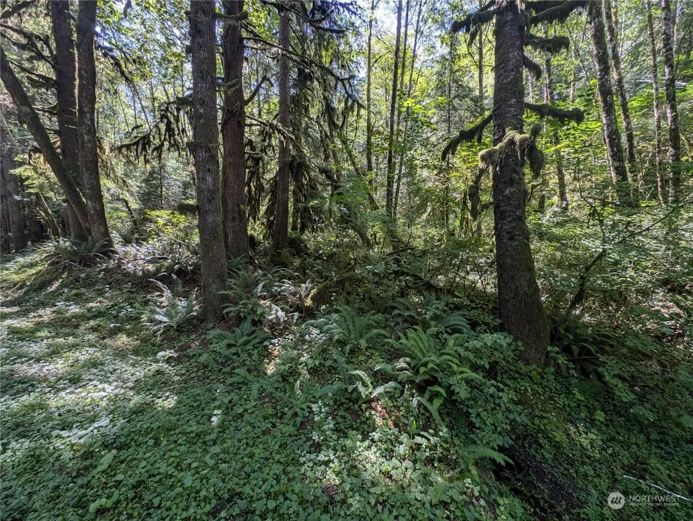 99992 Dowans Creek Road Forks, WA 98331