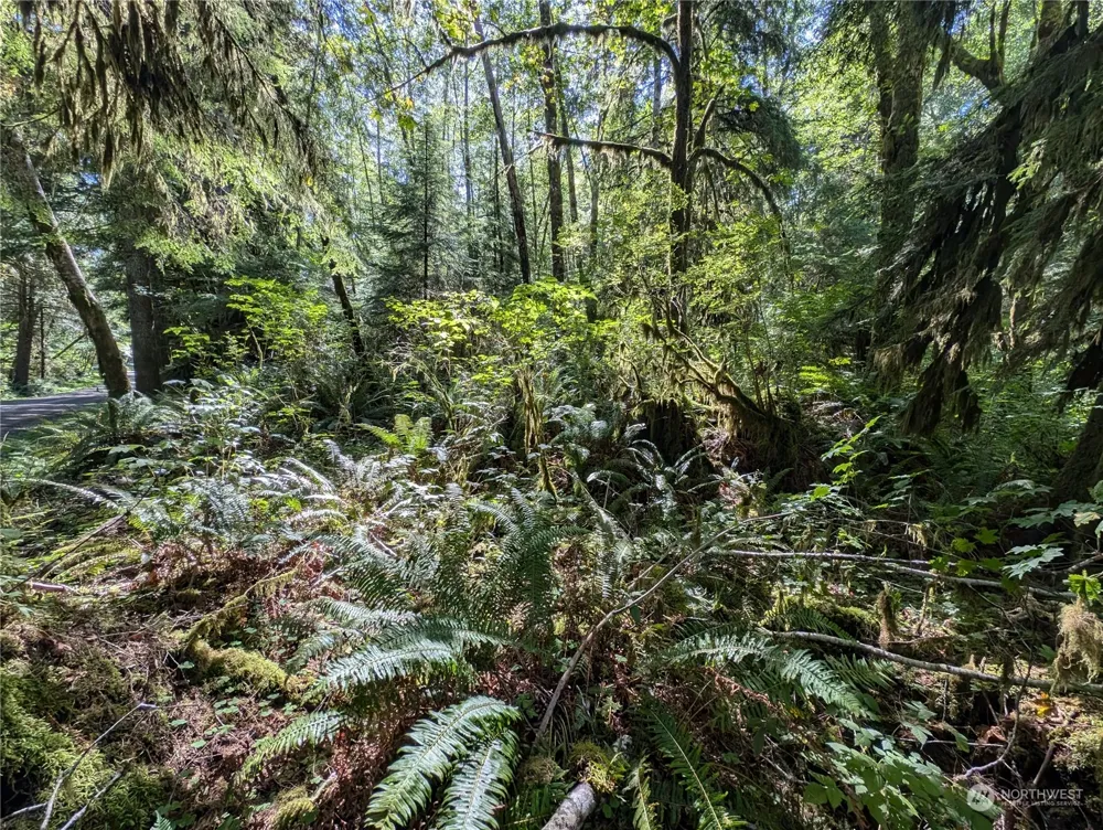 99992 Dowans Creek Road Forks, WA 98331