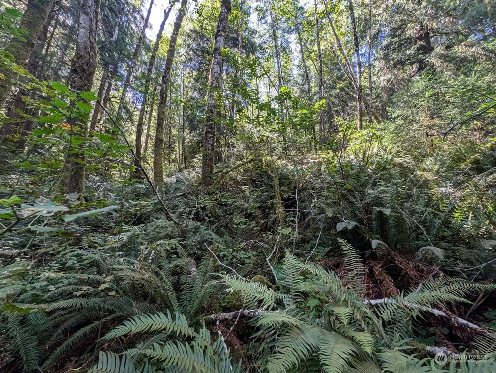 99992 Dowans Creek Road Forks, WA 98331