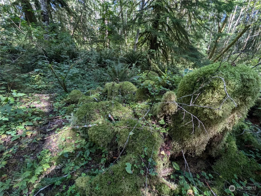 99992 Dowans Creek Road Forks, WA 98331