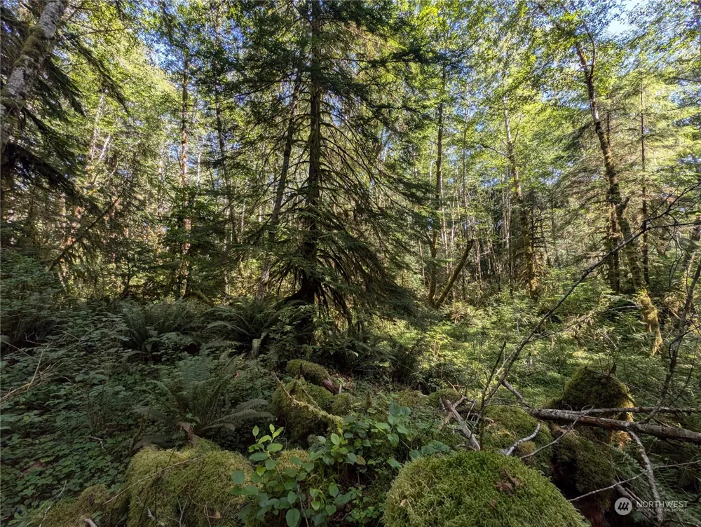 99992 Dowans Creek Road Forks, WA 98331