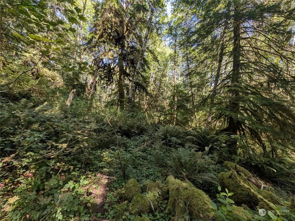 99992 Dowans Creek Road Forks, WA 98331