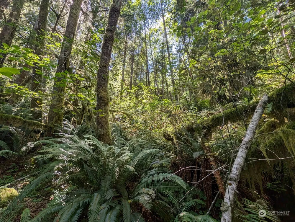 99992 Dowans Creek Road Forks, WA 98331