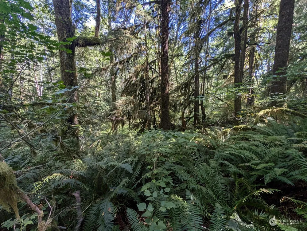 99992 Dowans Creek Road Forks, WA 98331