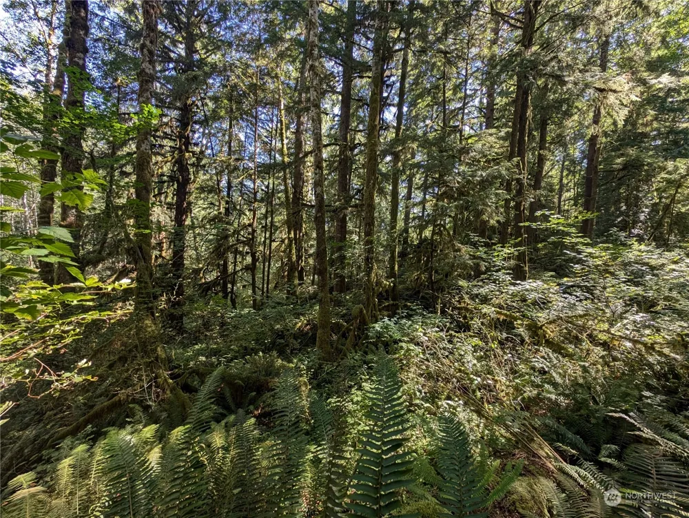 99992 Dowans Creek Road Forks, WA 98331