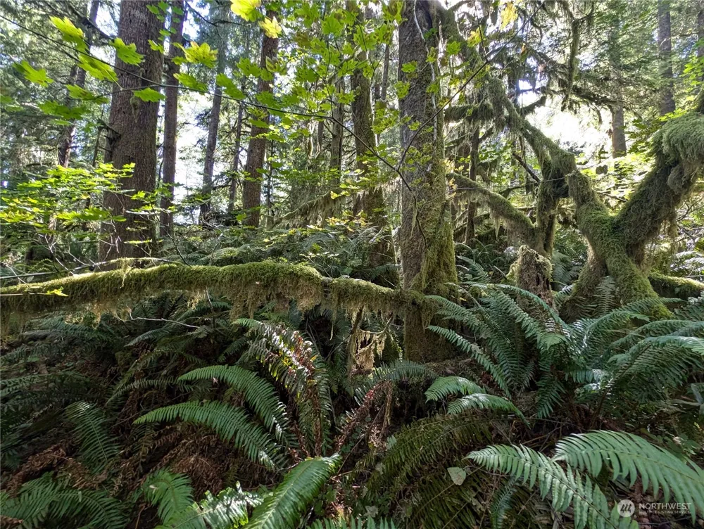 99992 Dowans Creek Road Forks, WA 98331