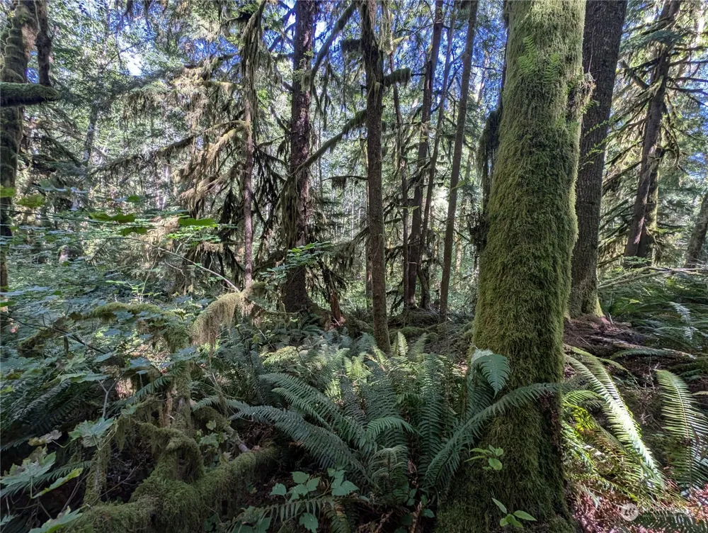 99992 Dowans Creek Road Forks, WA 98331
