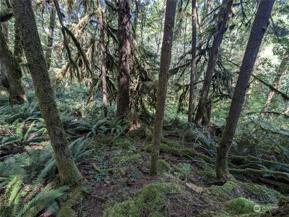99992 Dowans Creek Road Forks, WA 98331