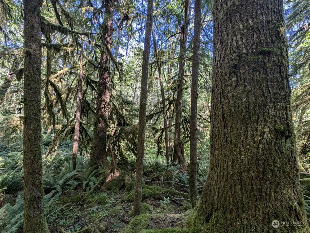 99992 Dowans Creek Road Forks, WA 98331