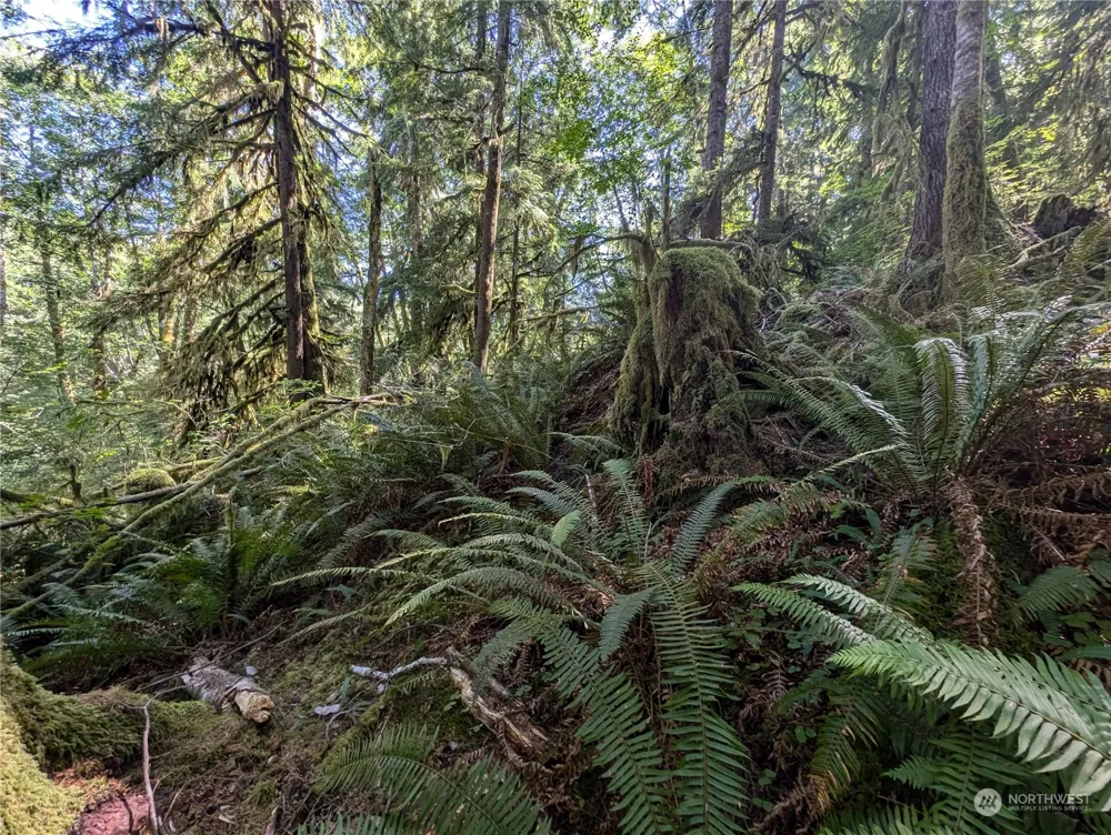 99992 Dowans Creek Road Forks, WA 98331