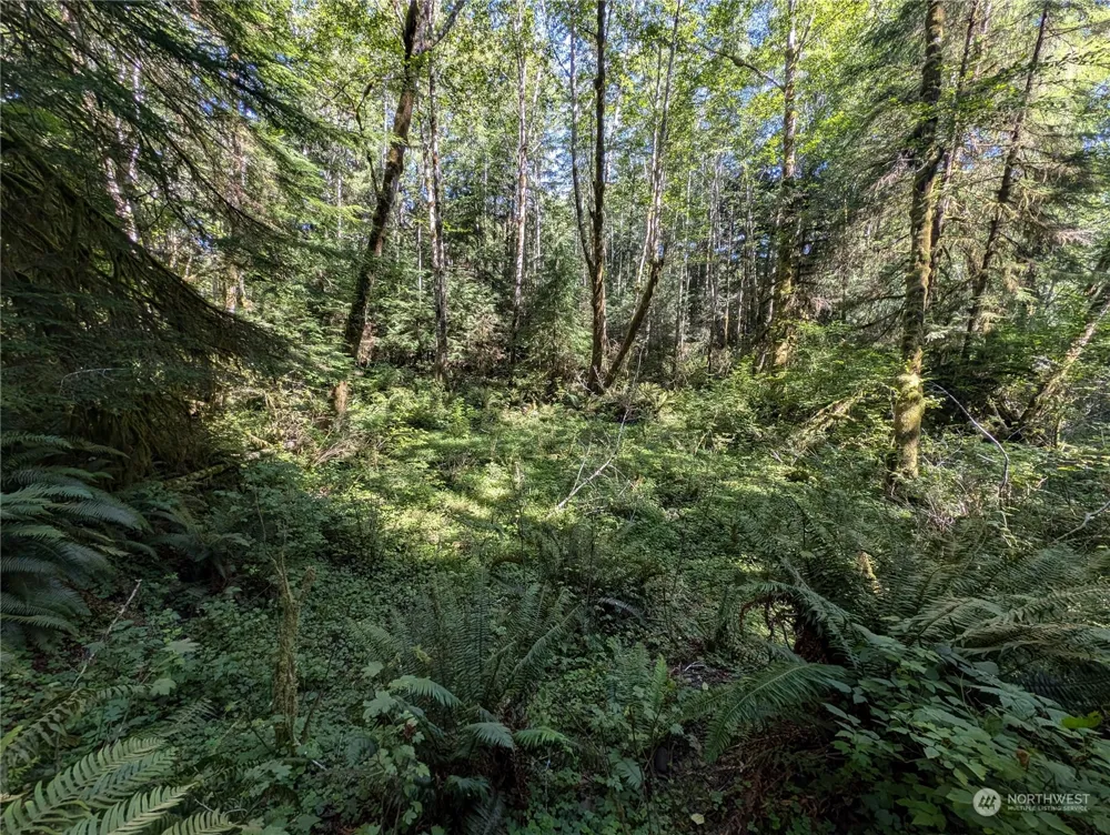 99992 Dowans Creek Road Forks, WA 98331