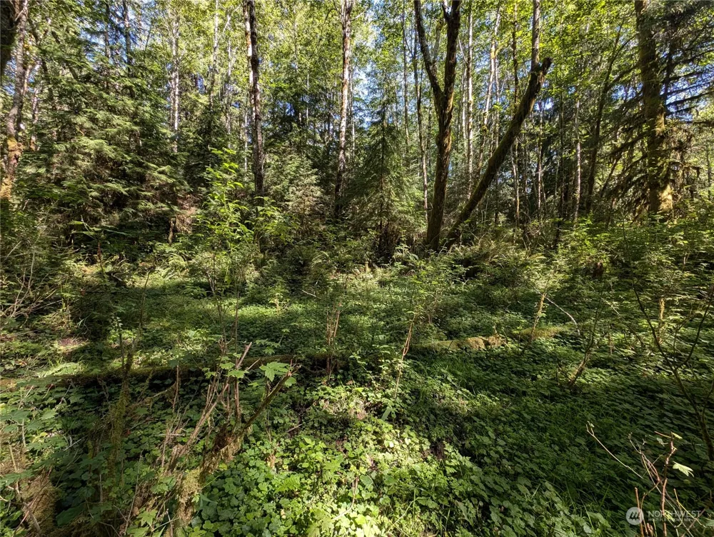 99992 Dowans Creek Road Forks, WA 98331