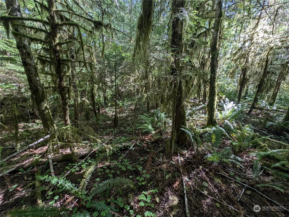 99992 Dowans Creek Road Forks, WA 98331