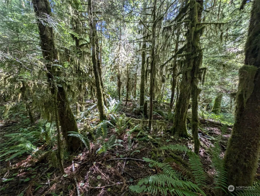99992 Dowans Creek Road Forks, WA 98331