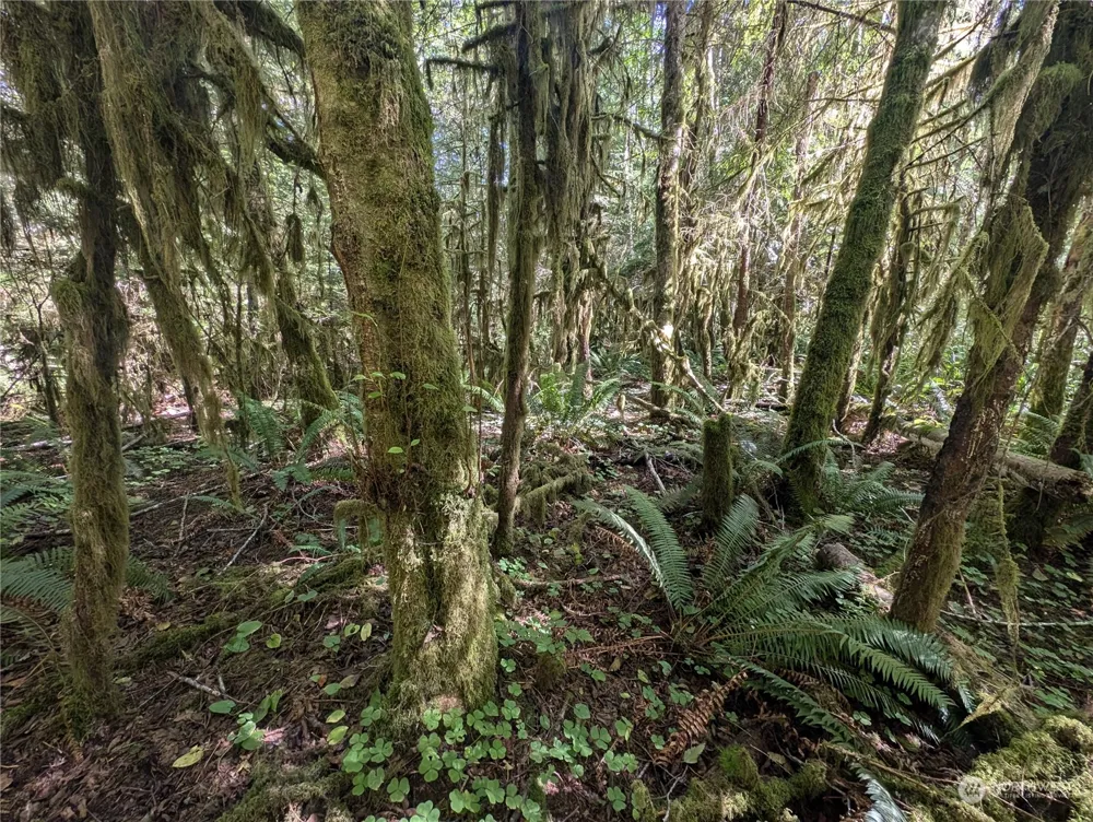 99992 Dowans Creek Road Forks, WA 98331