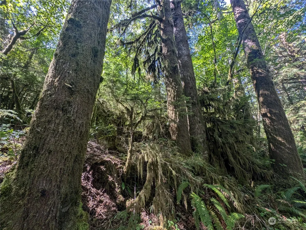 99992 Dowans Creek Road Forks, WA 98331