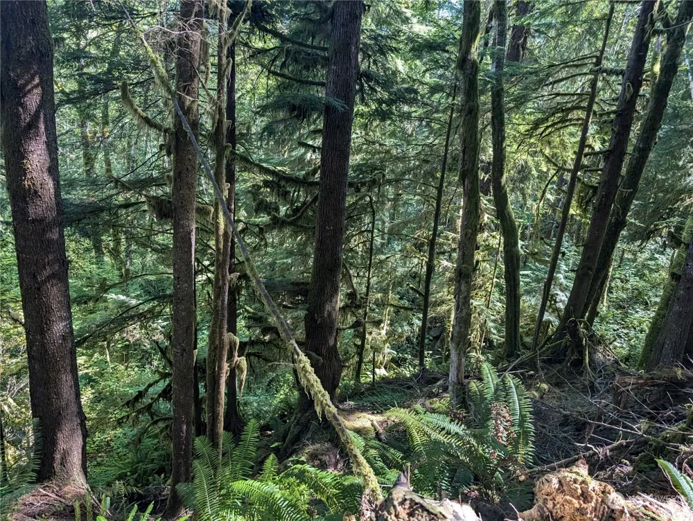 99992 Dowans Creek Road Forks, WA 98331