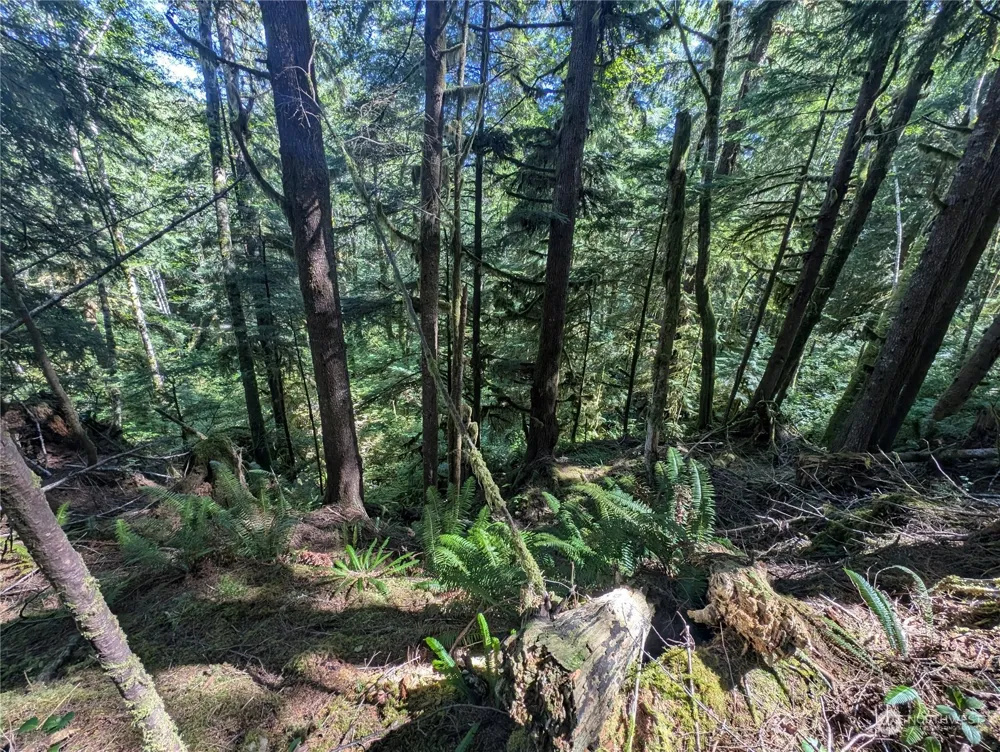 99992 Dowans Creek Road Forks, WA 98331