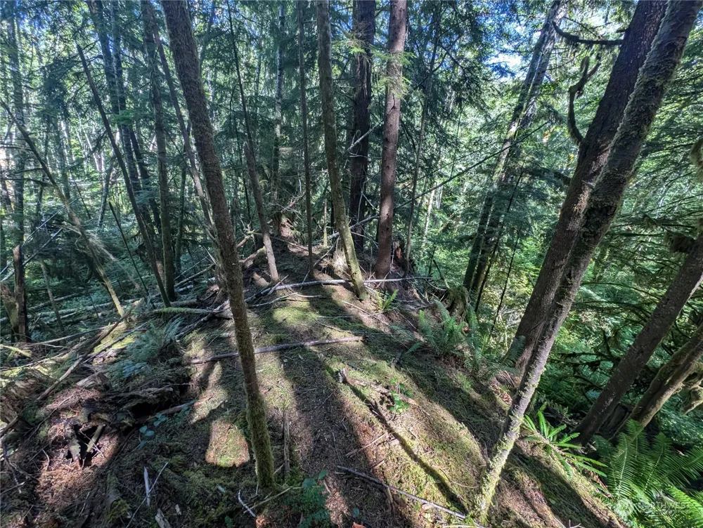 99992 Dowans Creek Road Forks, WA 98331